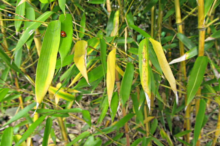 Liście bambusów żółkną