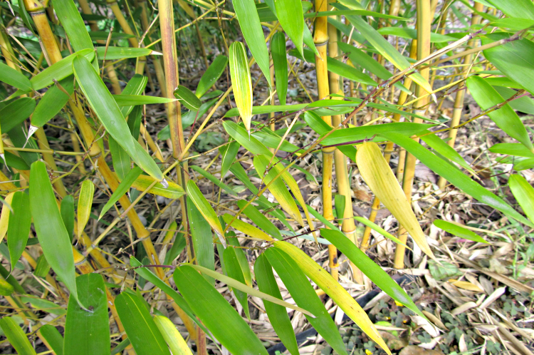 liscie-bambusow-zolkna-750x498