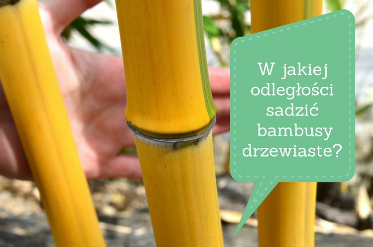 w-jakiej-odleglosci-sadzic-bambusy-drzewiaste