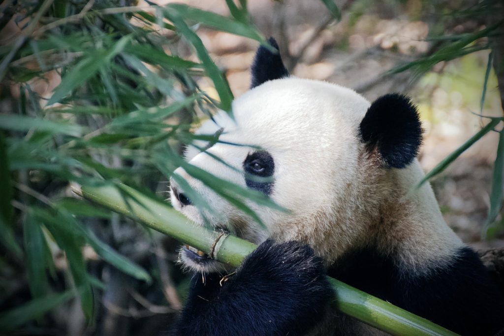 panda wielka je bambusy