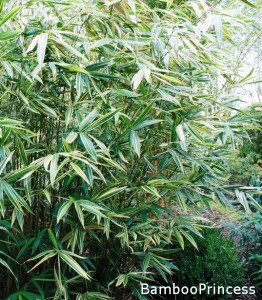 bambus okrywowy