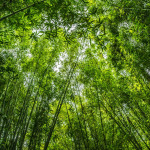 Nazwa bambus – skąd się wzięła
