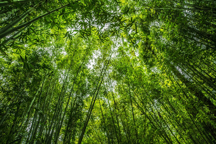 Nazwa bambus – skąd się wzięła
