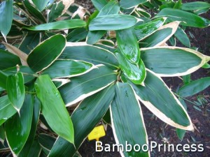 liście bambusa  Sasa veitchii