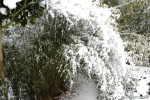 bambus przysypany śniegiem