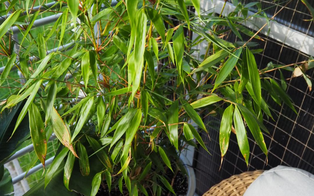 Ziemia dla bambusa – jak przygotować odpowiednią mieszankę