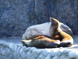 foki w opolskim zoo