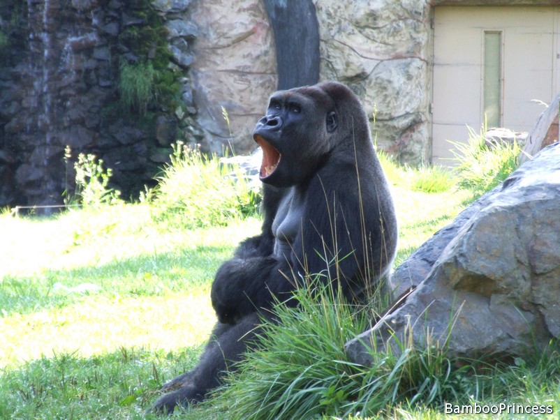 goryl i bambusy w opolskim zoo