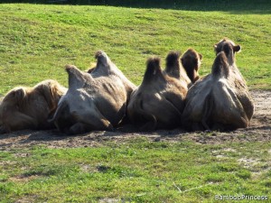 wielbłądy w opolskim zoo