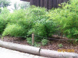bambusy w opolskim zoo