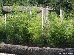 bambusy w opolskim zoo