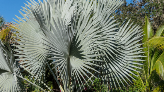 Niebieska palma Bismarcka – Bismarckia nobilis (Silver)