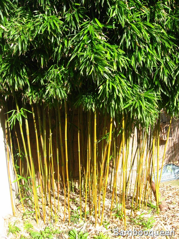 przycięty bambus