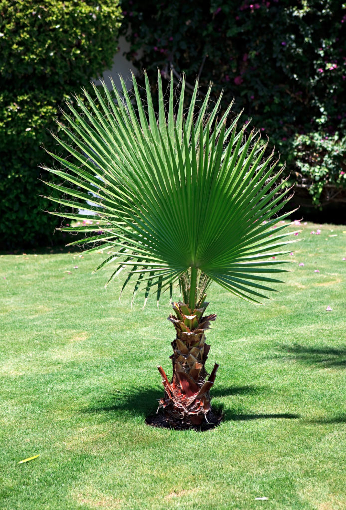 palma wyglądająca jak wachlarz