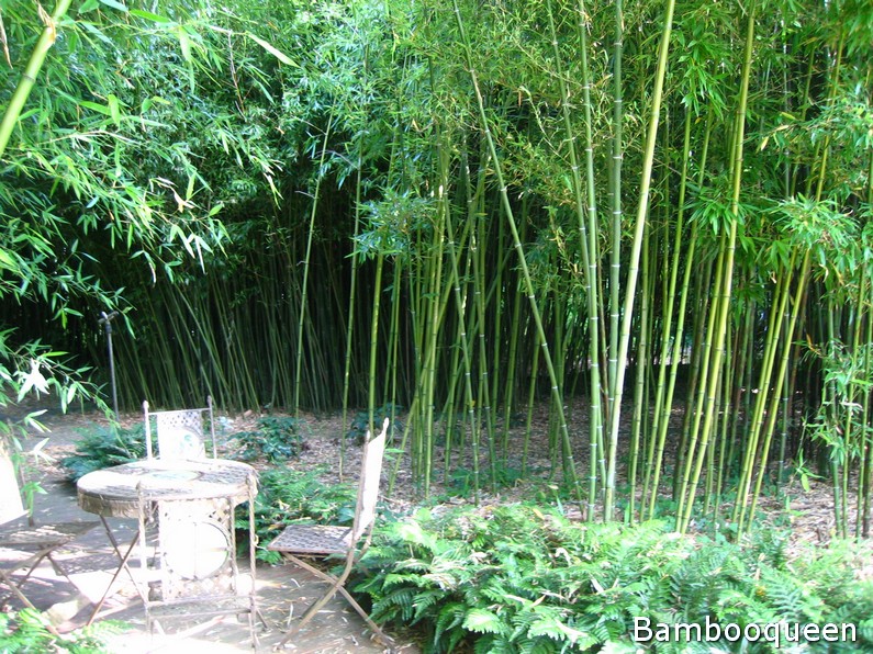 bambusowy gaj