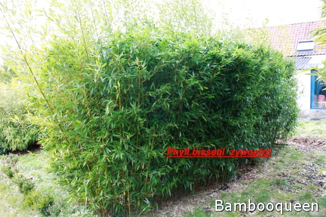 żywopłot z bambusów