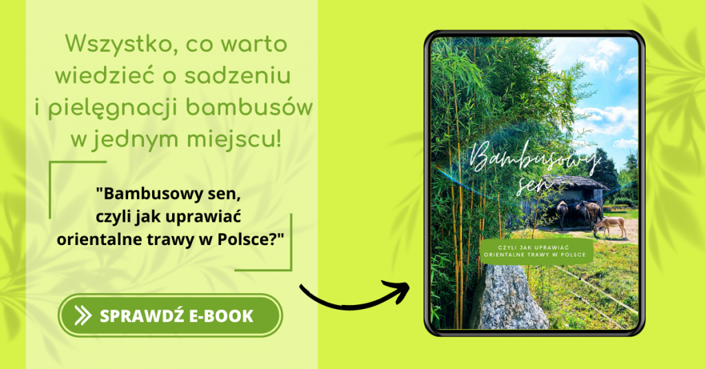 Bambusowy sen, czyli o uprawie orientalnych trwa w Polsce
