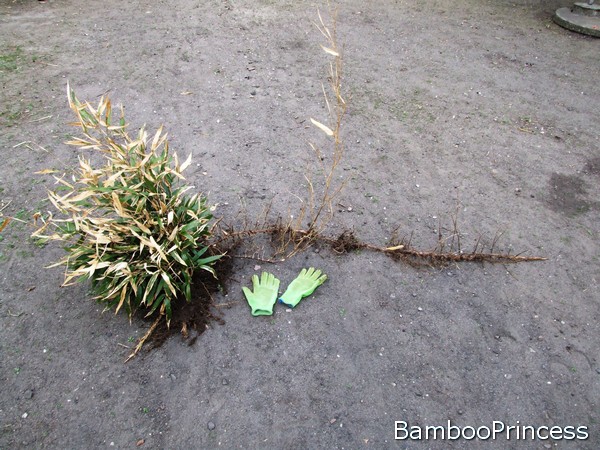 jak rośnie bambus drzewiasty