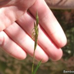 Bambus kwitnienie – jak kwitnie Pleioblastus pygmaeus?