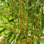 Bambusy w Polsce – polskie nazwy botaniczne