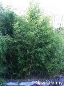 wyrośnięty bambus w opolskim zoo