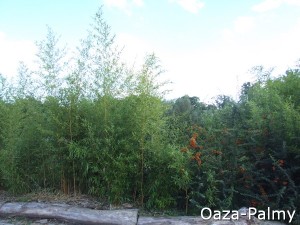 bambusy drzewiaste