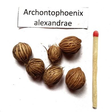 Feniks panujących (Archontophoenix alexandrae) nasiona palmy