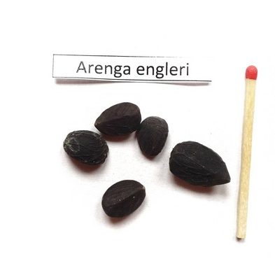 Arenga (Arenga engleri) nasiona