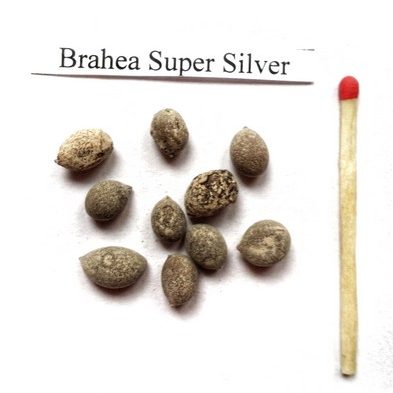 Brahea (Brahea 'Super Silver') niebieska palma nasiona
