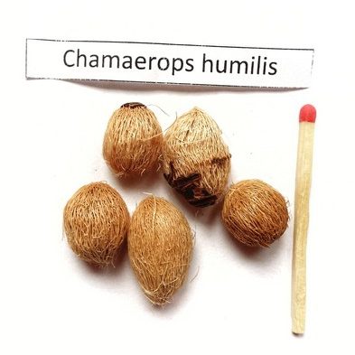Karłatka niska (Chamaerops humilis) nasiona palmy
