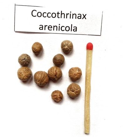 Coccothrinax Arenicola nasiona palmy
