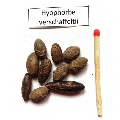 Hioforba (Hyophorbe verschaffeltii) nasiona