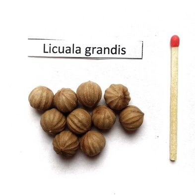 Likuala wytworna (Licuala grandis) nasiona