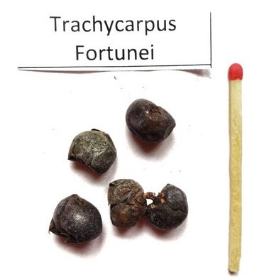 Szorstkowiec Fortunego (Trachycarpus fortunei)