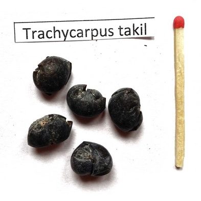 Szorstkowiec takil (Trachycarpus takil) nasiona