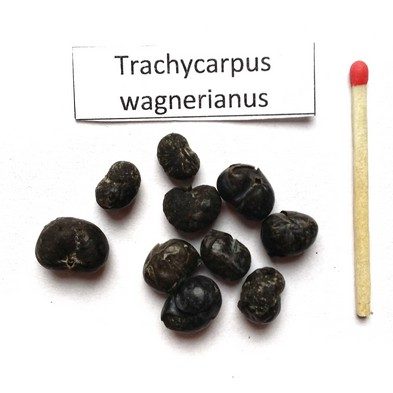 Szorstkowiec Wagnera (Trachycarpus wagnerianus) nasiona