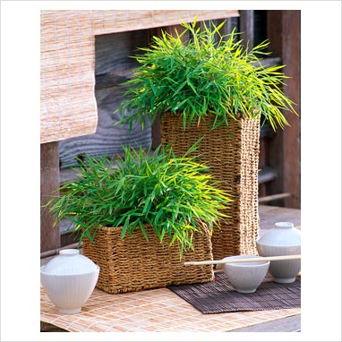 Bambusowy oszust – czyli trawa udająca bambus (bambus pokojowy)