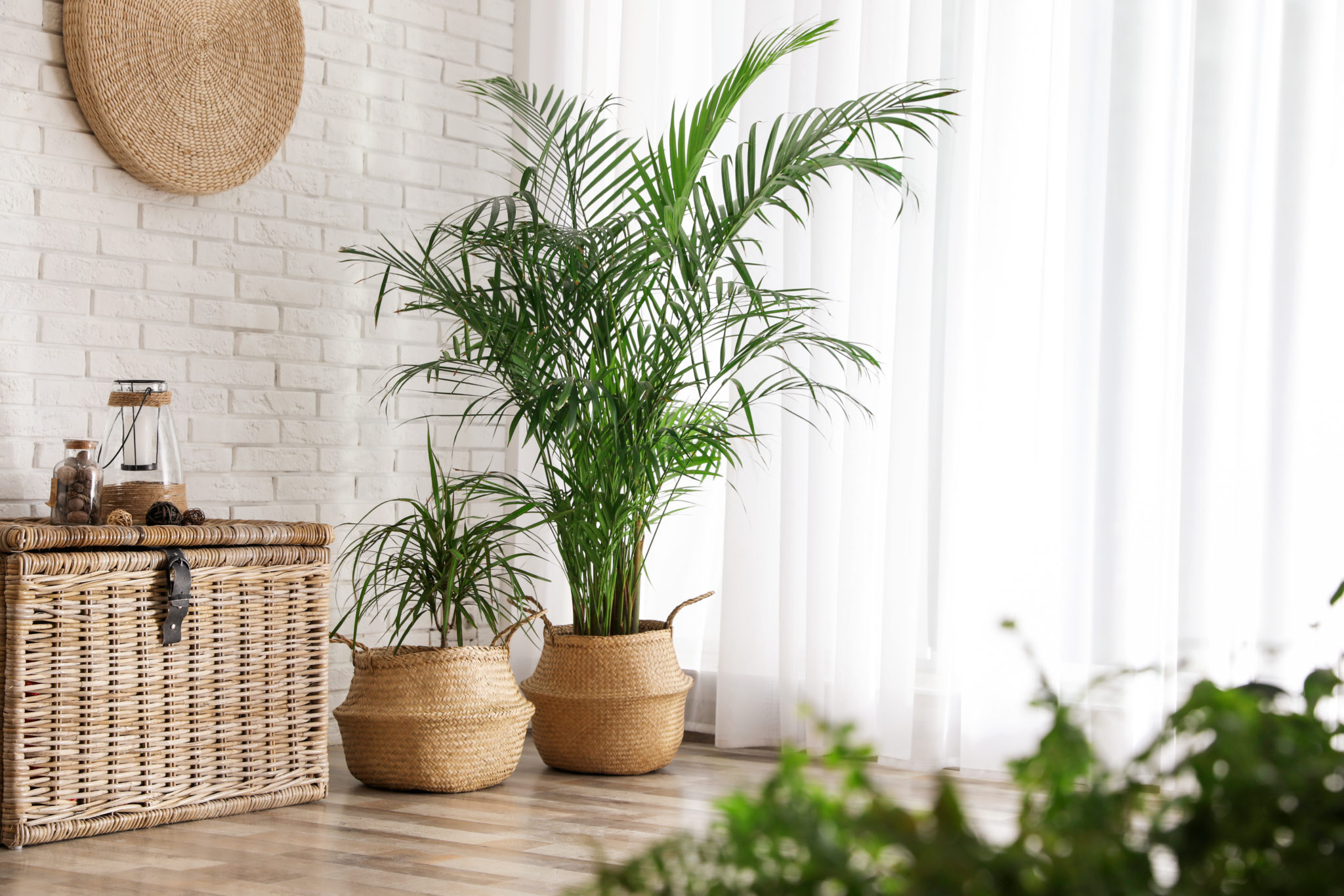 9-zasad-jak-uprawia-palmy-pokojowe-bambusowy-sen