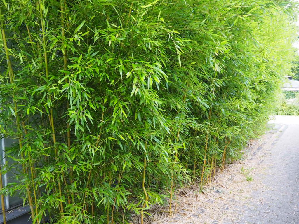 żywopłot z bambusa