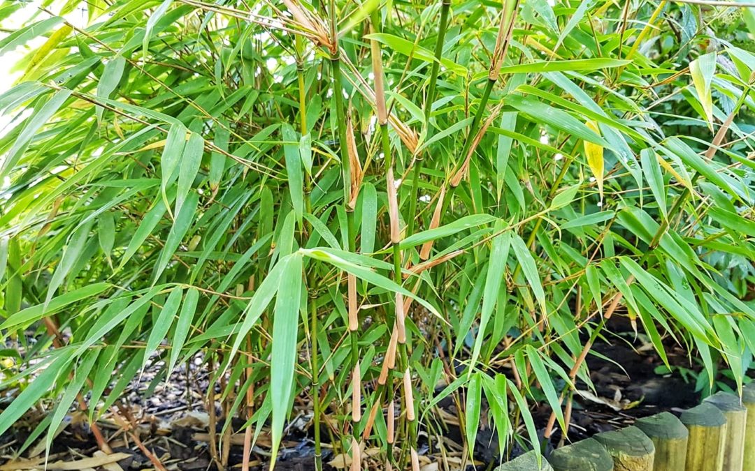 Bambus ogrodowy dla początkujących