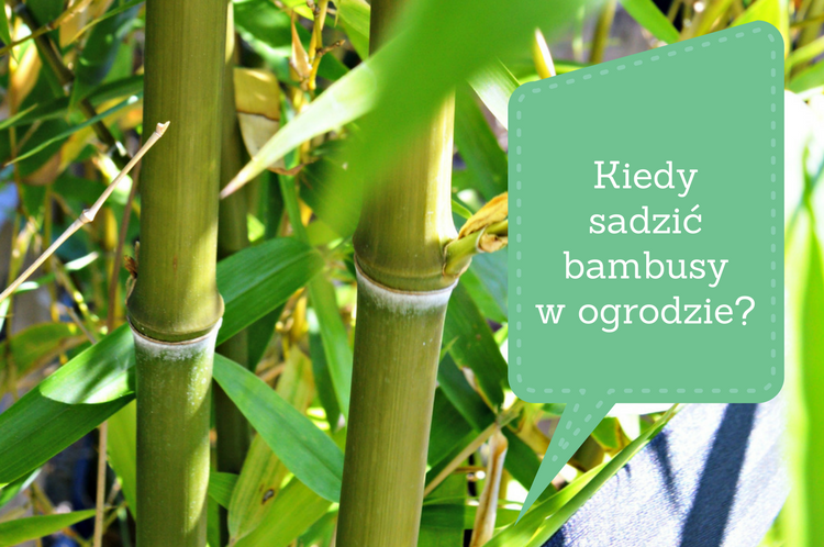 Kiedy sadzić bambusy w ogrodzie
