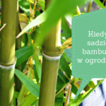 Kiedy sadzić bambusy w ogrodzie?