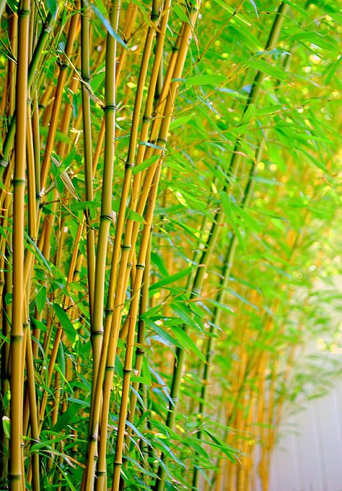 żywopłot z bambusów drzewiastych