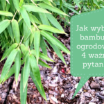 Jak wybrać bambusy ogrodowe? 4 kluczowe pytania