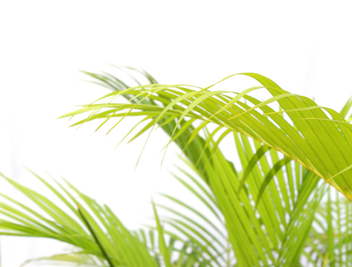 Choroby palm żółkną liście