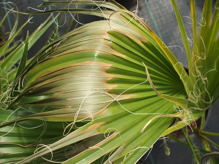 palma z brązowymi liśćmi