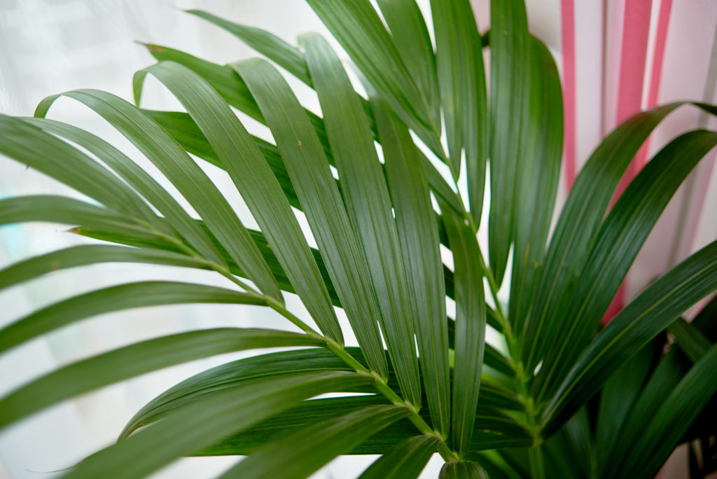 Nawożenie palm 