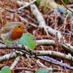 5 niezwykłych pomysłów na dokarmianie ptaków zimą