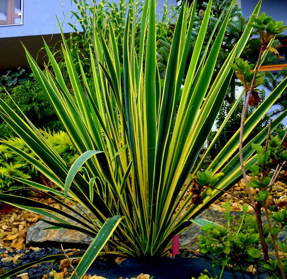 Juka karolińska (Yucca filamentosa) 'Bright Edge'