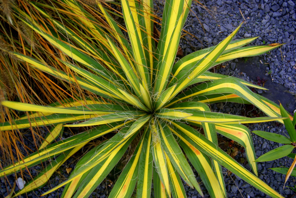Juka karolińska (Yucca filamentosa) 'Color Guard'